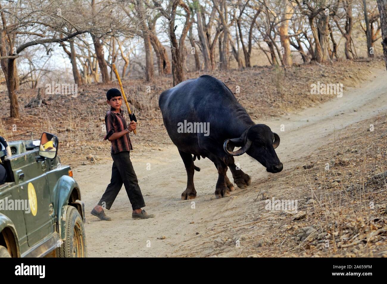 maldhari tribe child with mehsana breed buffalo gir wildlife sanctuary gujarat india asia 2A659FM