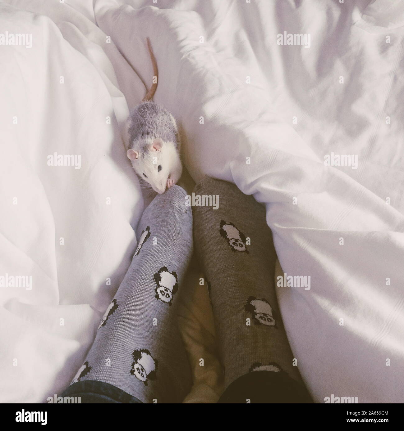 Rat feet hi-res stock photography and images - Alamy