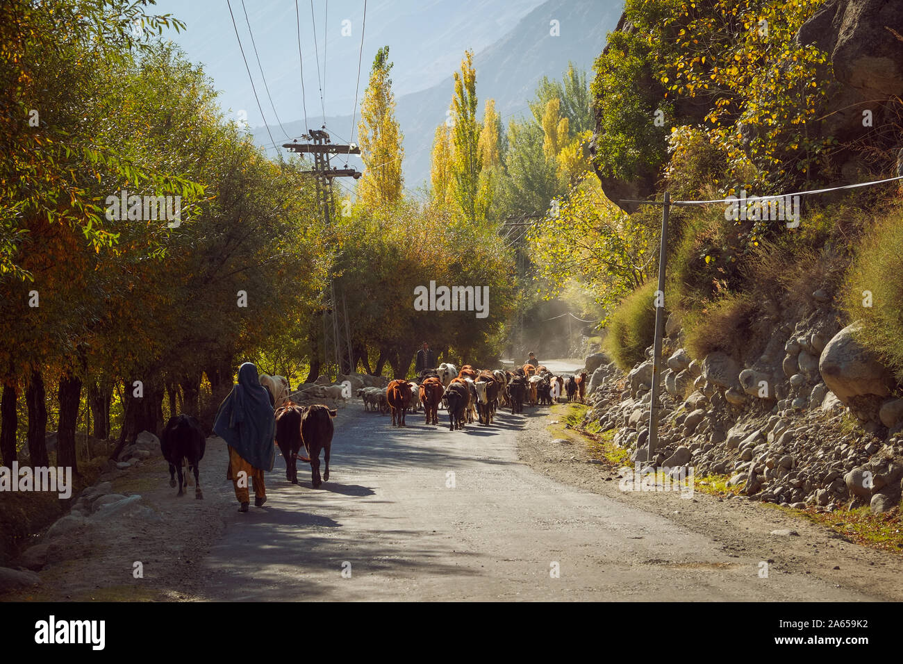 Local shepherds and flock of cows sheep and goats walking on the road in countryside. Autumn season in Ghizer valley. Gilgit Baltistan,Pakistan. Stock Photo