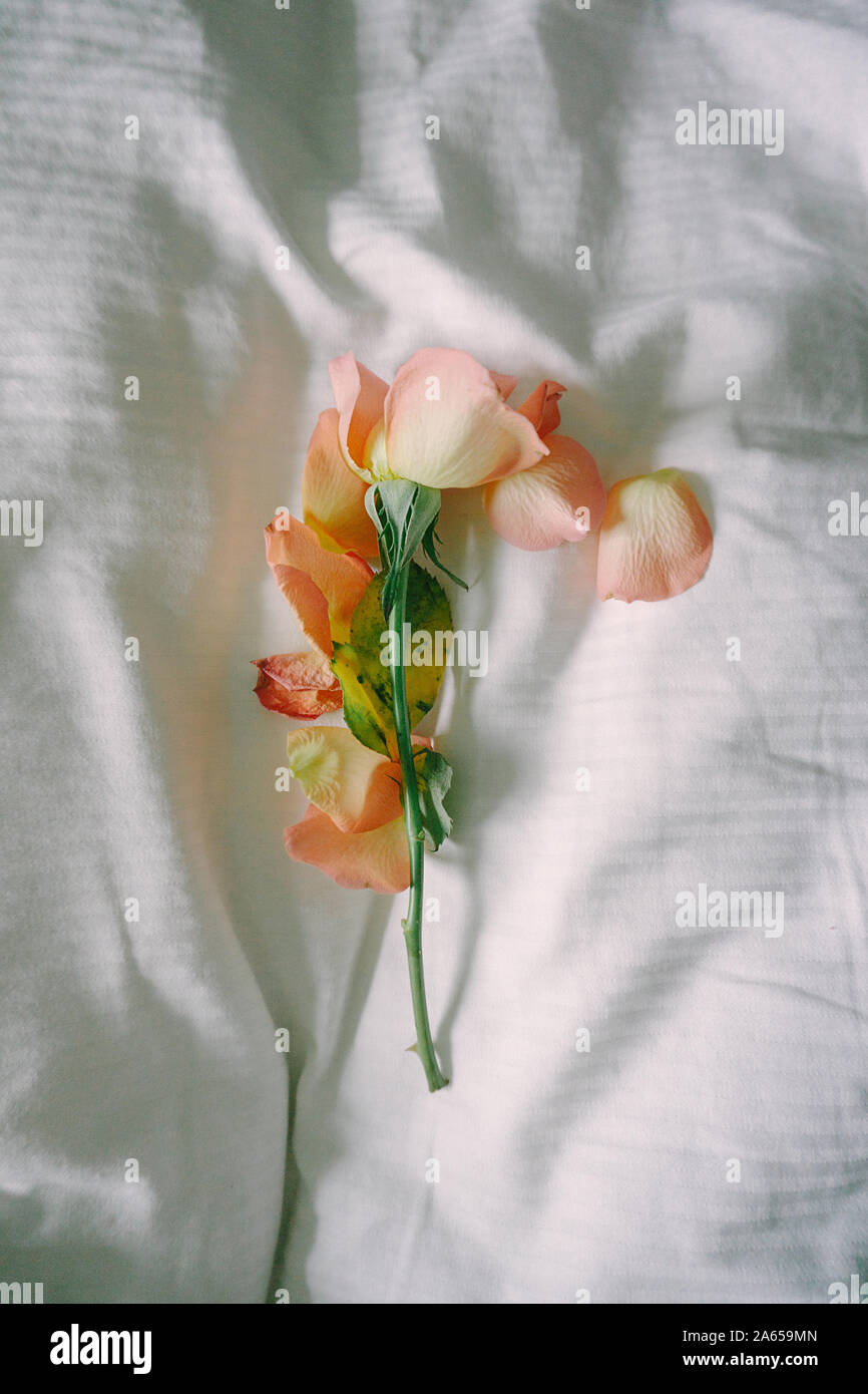 Petal falling off flower hires stock photography and images Alamy