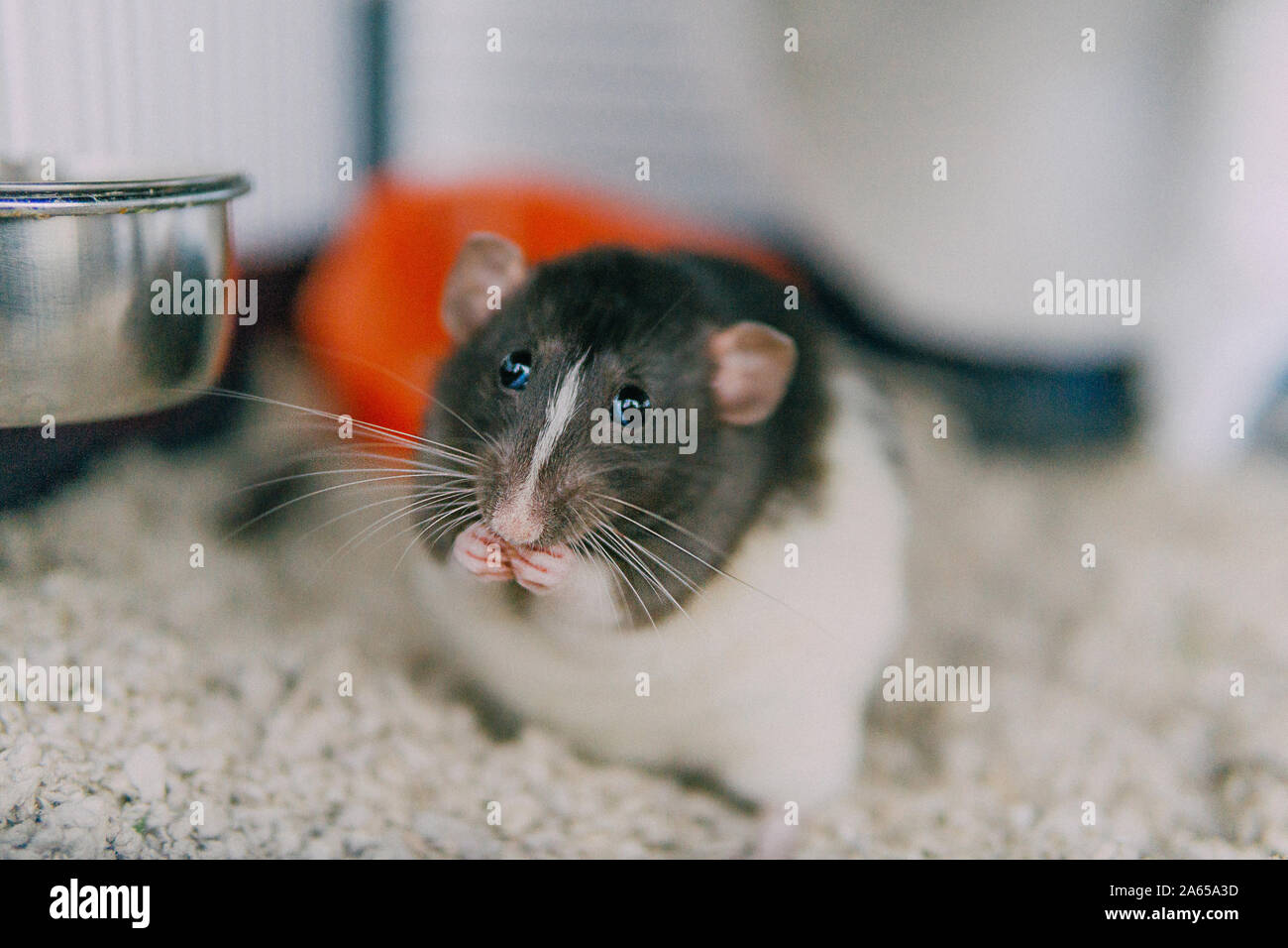 Hooded dumbo fancy rat eating Stock Photo Alamy