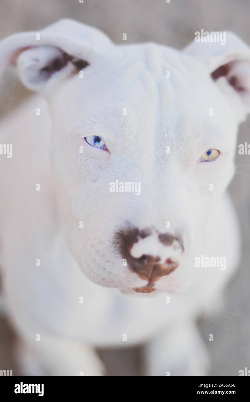 Portrait of a White American pitbull puppy with heterochromia Stock Photo