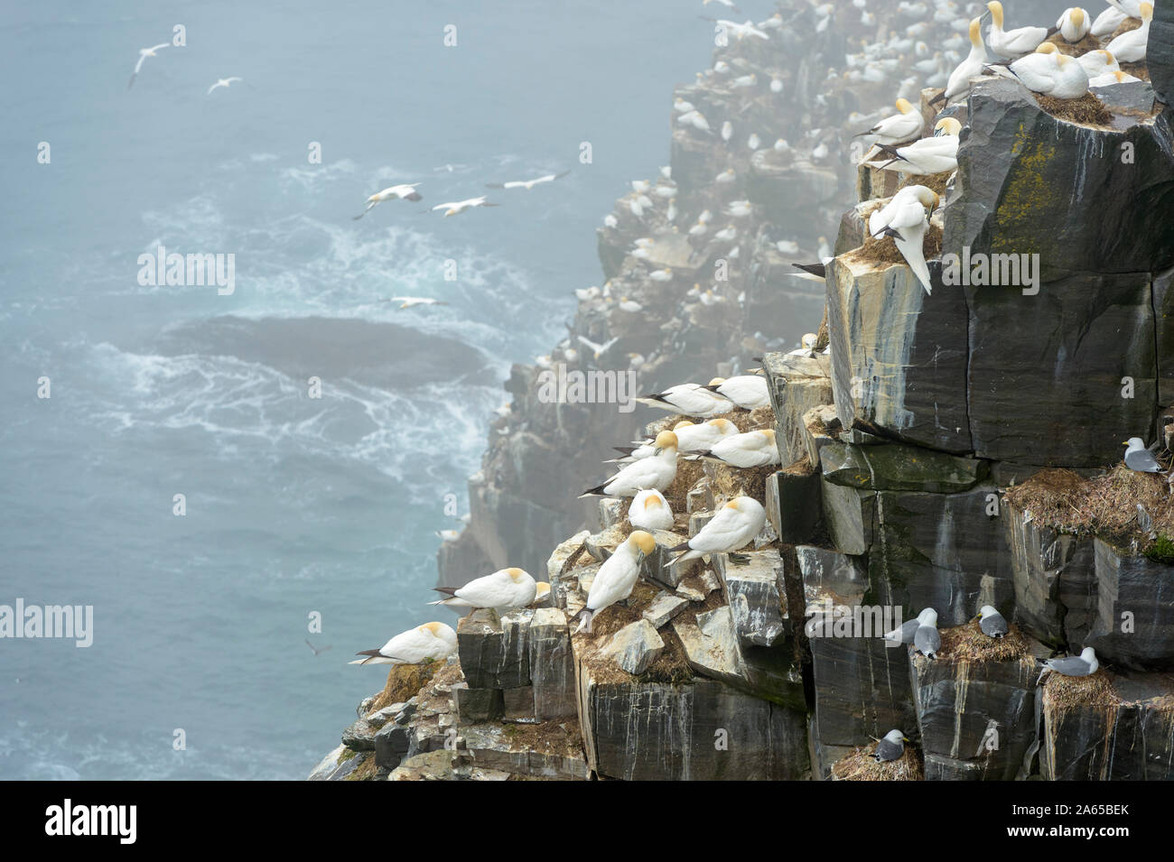 Bird breeding colony cliff with Northern Gannet (Morus bassanus) nest, Cape St. Mary's ecological reserve, Newfoundland, Canada Stock Photo