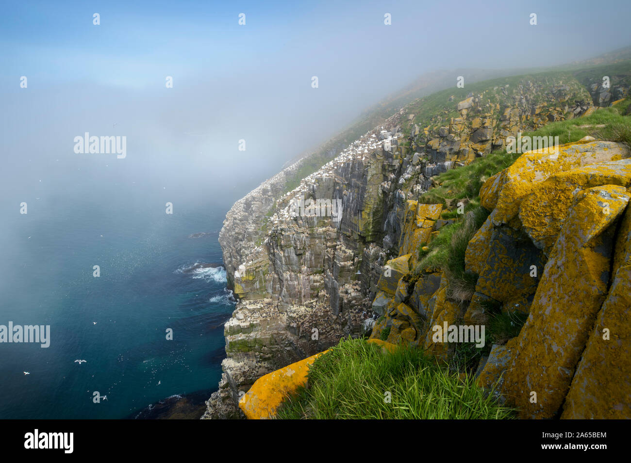 Northern Gannet Breeding Colony High Resolution Stock Photography And Images Alamy alamy
