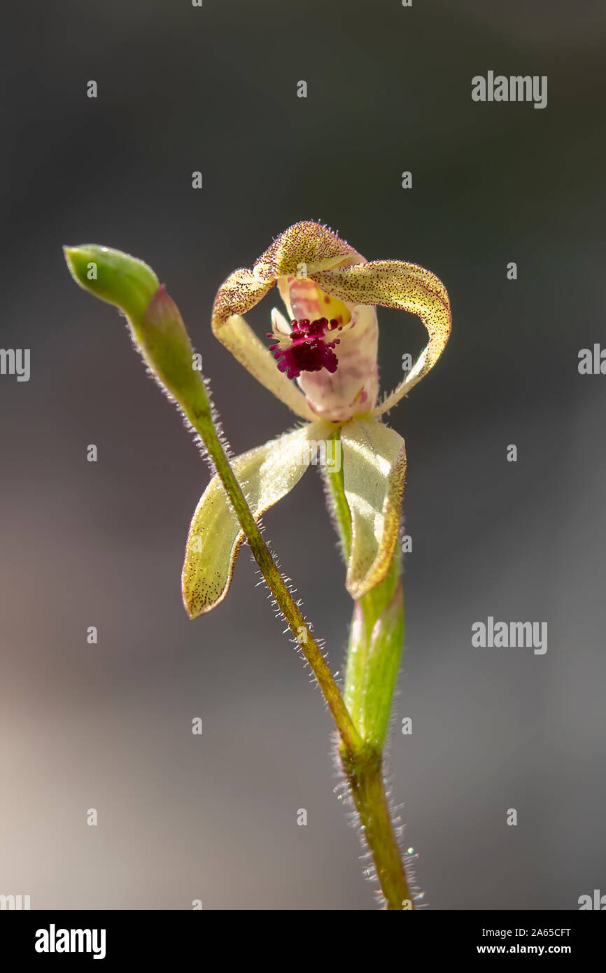 Caladenia transitoria, Eastern Bronze Caladenia Stock Photo