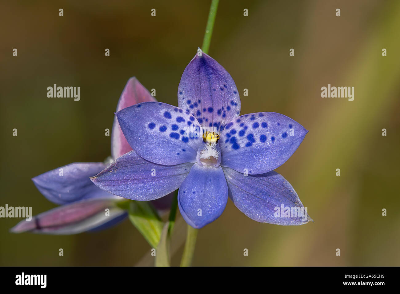 Thelymitra ixioides, Spotted Sun-orchid Stock Photo