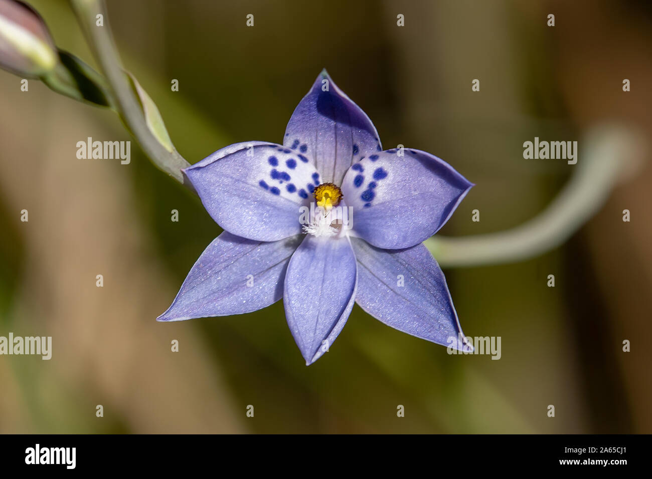 Thelymitra juncifolia, Rush-leaf Sun-orchid Stock Photo