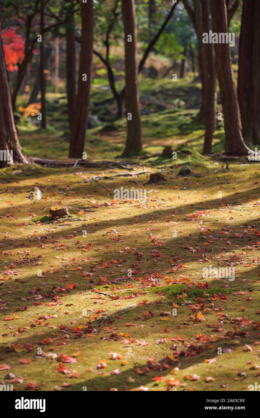 Purple maple hi-res stock photography and images - Alamy