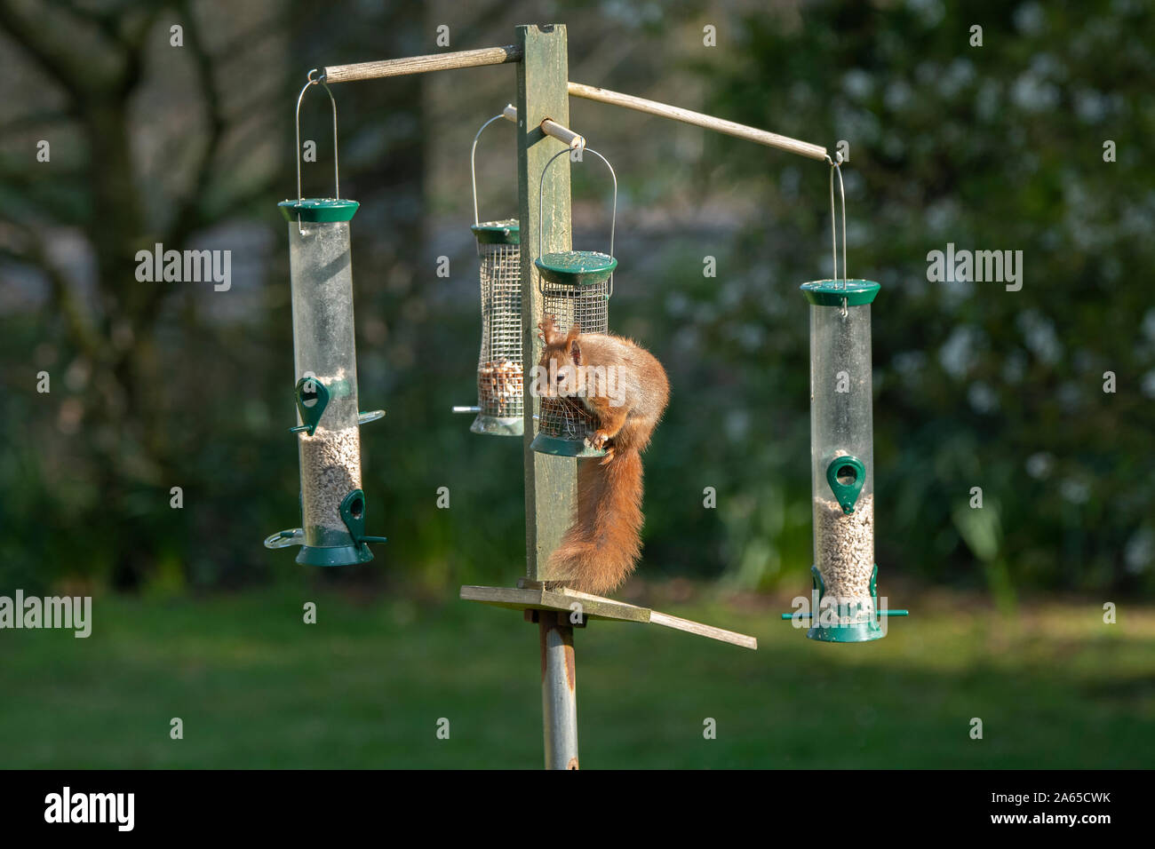 Red Squirrel Bird Feeder Uk Stock Photos Red Squirrel Bird