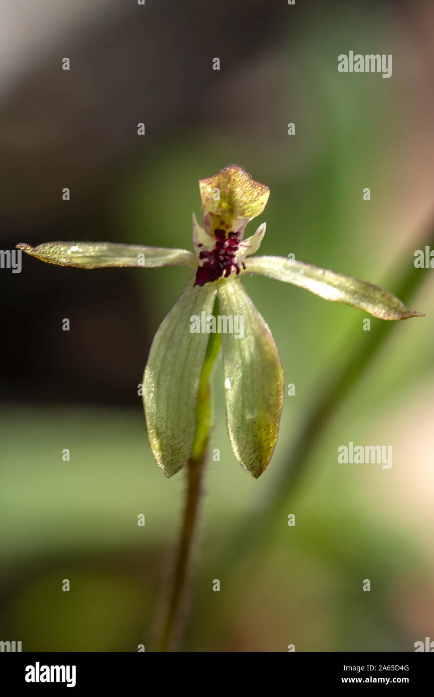 Caladenia iridescens, Western Bronze Caladenia Stock Photo