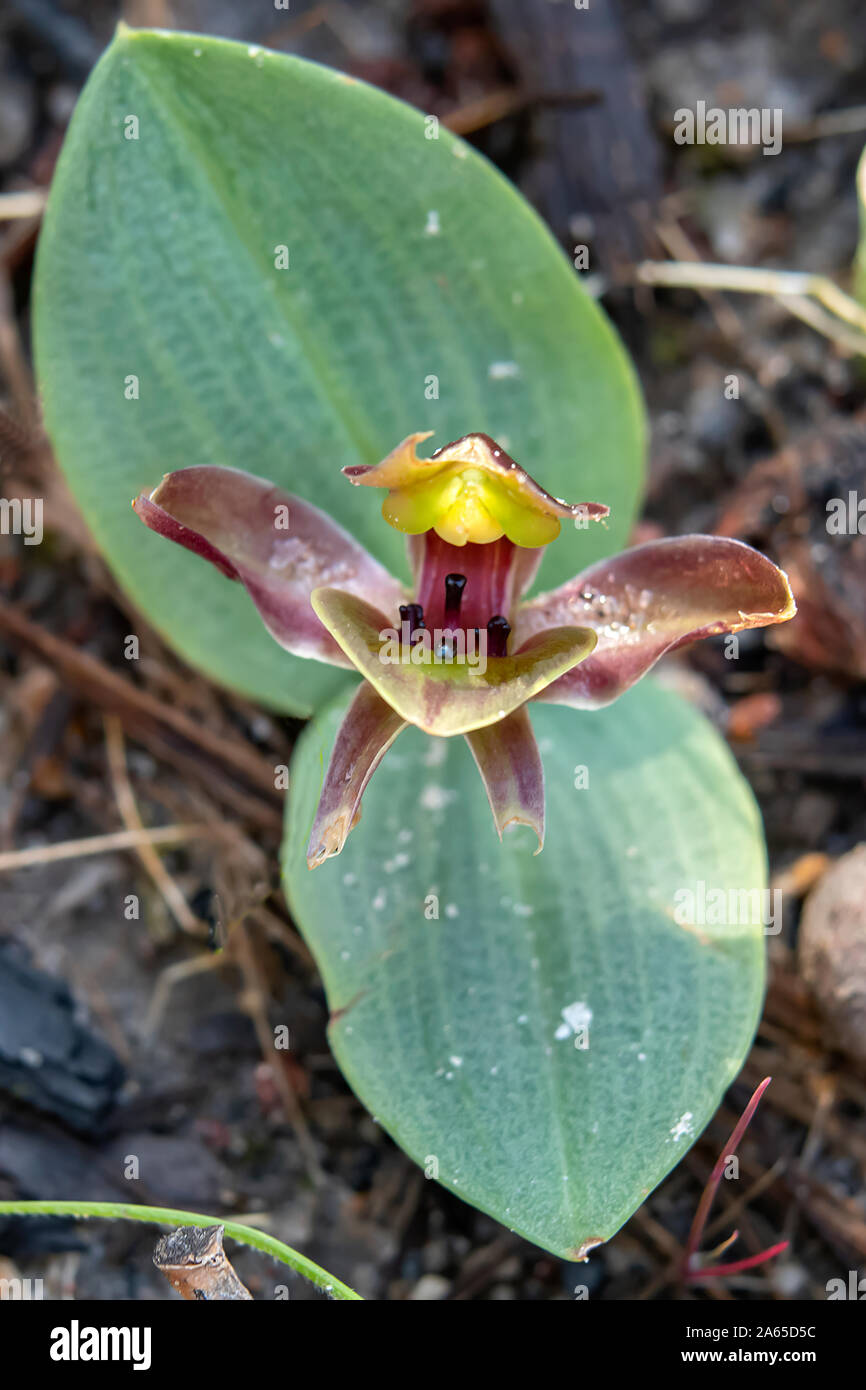 Chiloglottis sp. aff. valida 2, Lowland Bird-orchid Stock Photo