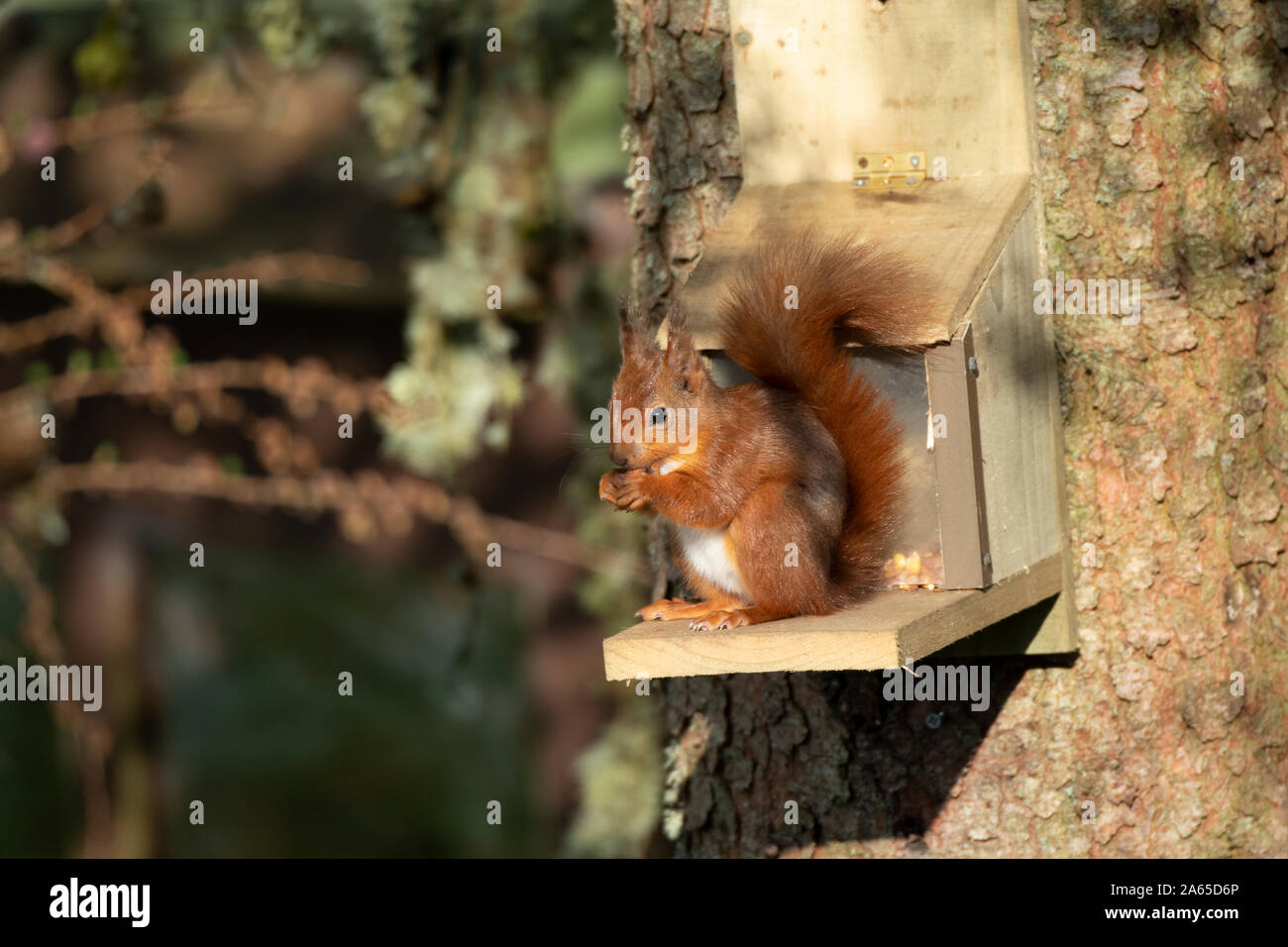 Wooden Squirrel Feeder Stock Photos Wooden Squirrel Feeder Stock