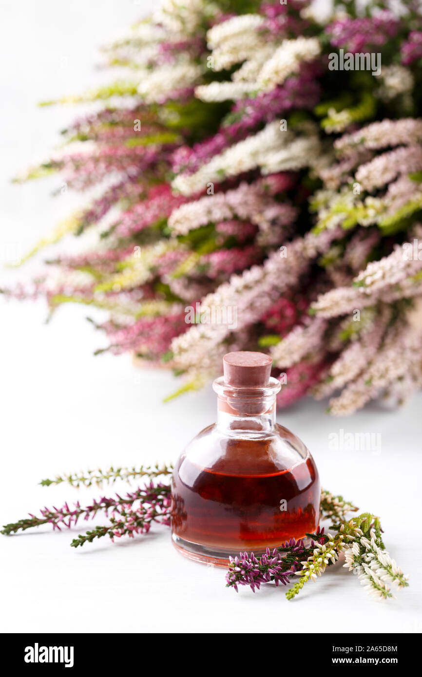 Heather Calluna vulgaris or Erica gracilis essencial oil close up, multi colored seasonal autumn flowers, vertical Stock Photo