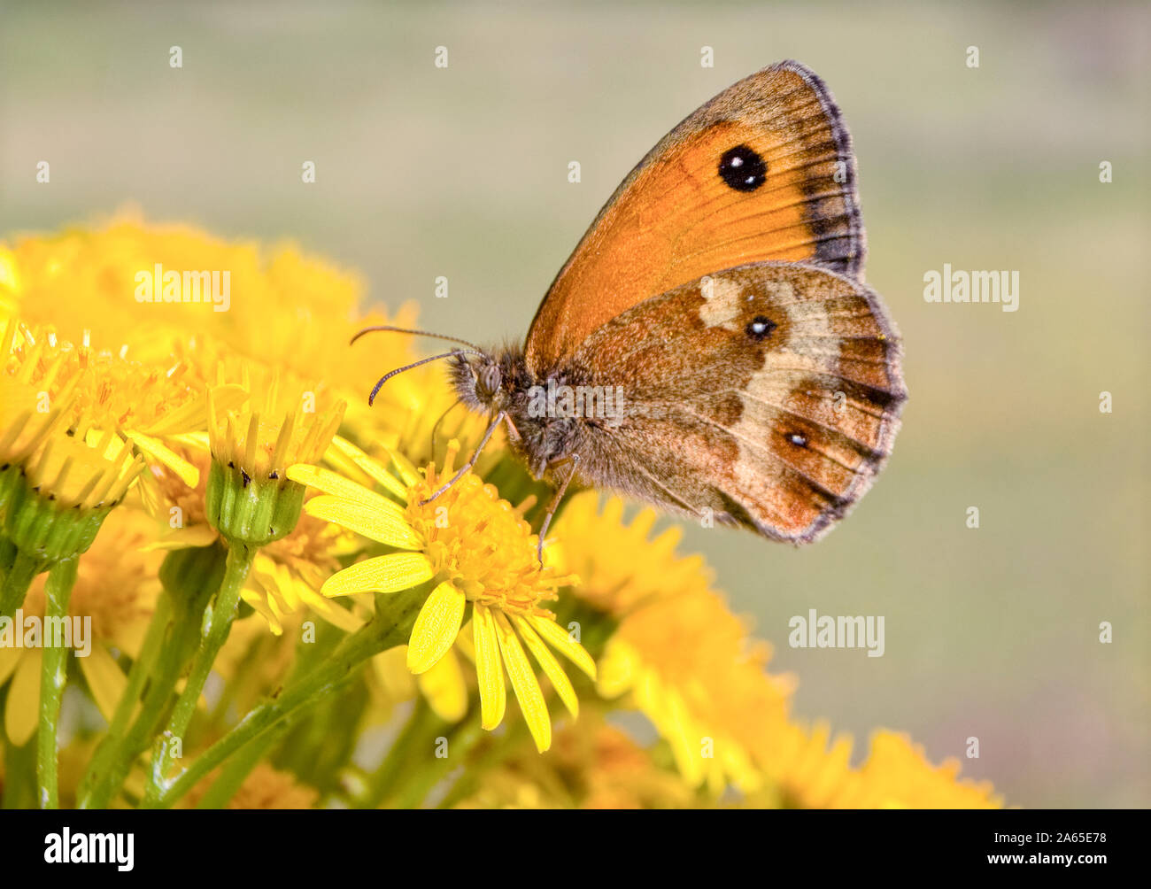 A Gatekeeper butterfly on yellow flowers. Stock Photo