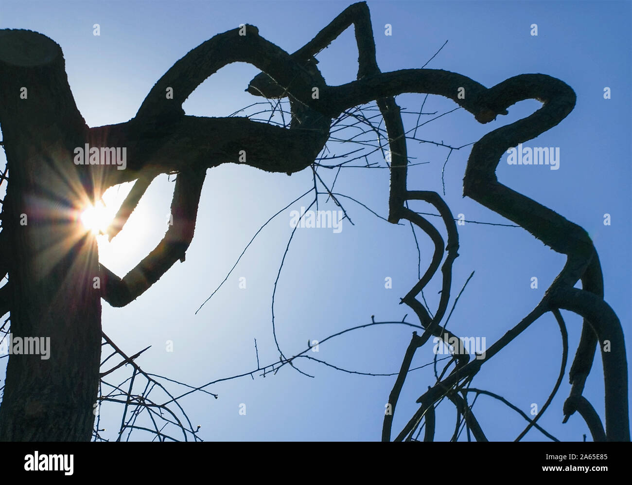 Twisted branches silhouette hi-res stock photography and images - Alamy
