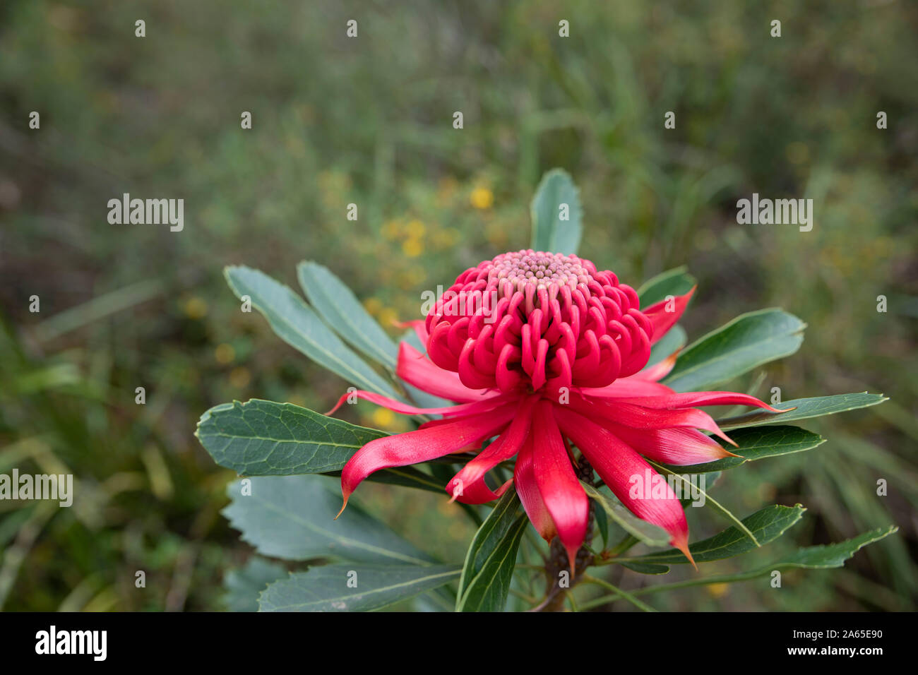 Vibrant red Waratah (Telopea speciosissima) flower photographed in the southern Blue Mountains, NSW, Australia Stock Photo