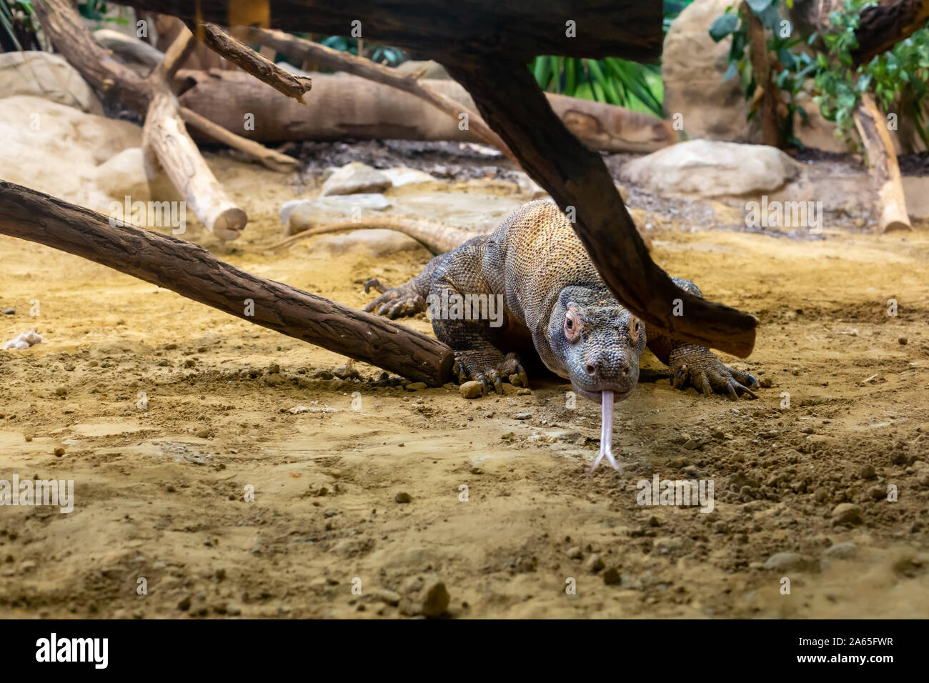 comodo dragon reptile showing its long forked tongue Stock Photo