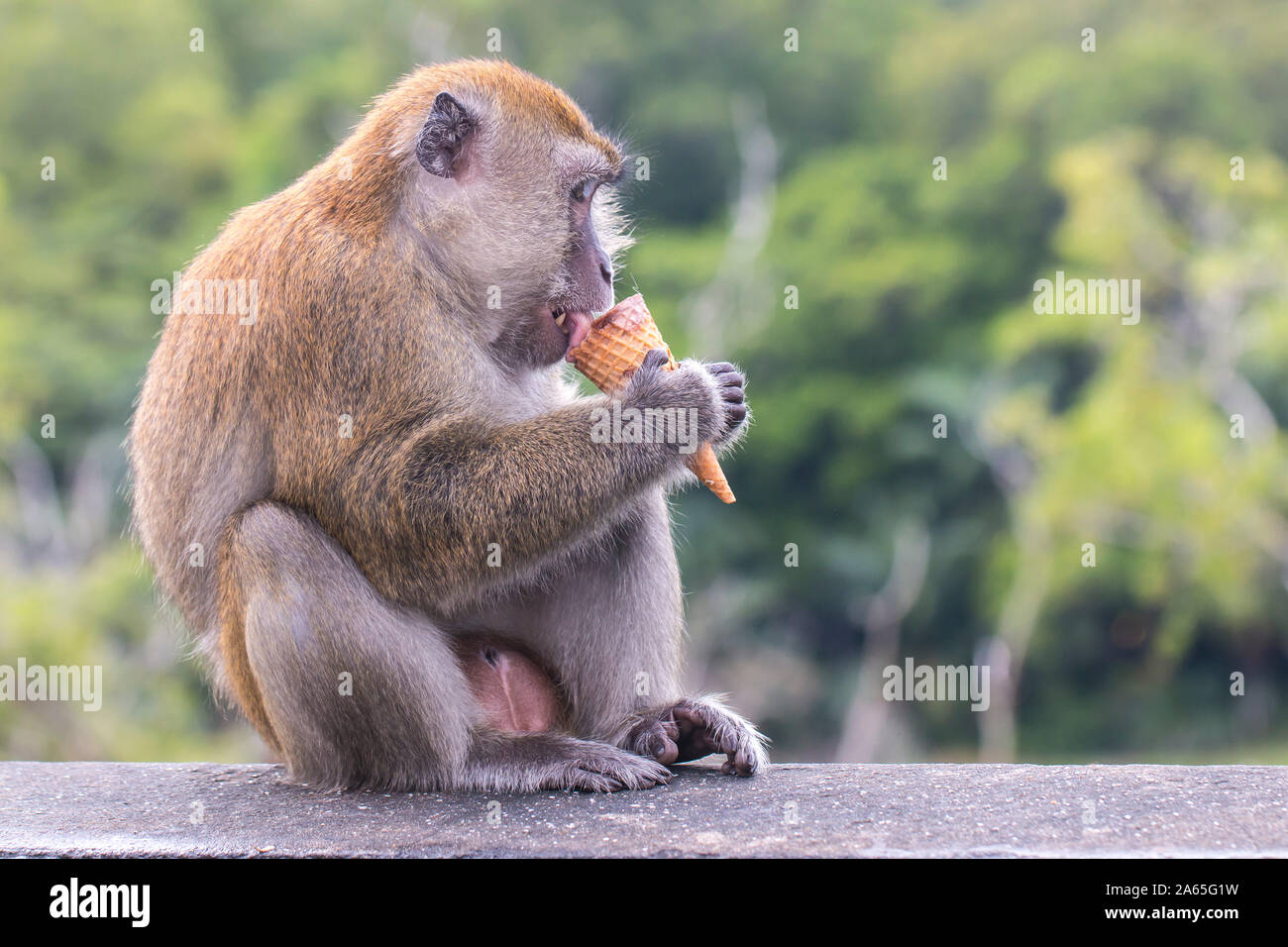 Long-tailed macaque (Macaca fascicularis) licking on an ice-cream it snatched from a child. Stock Photo