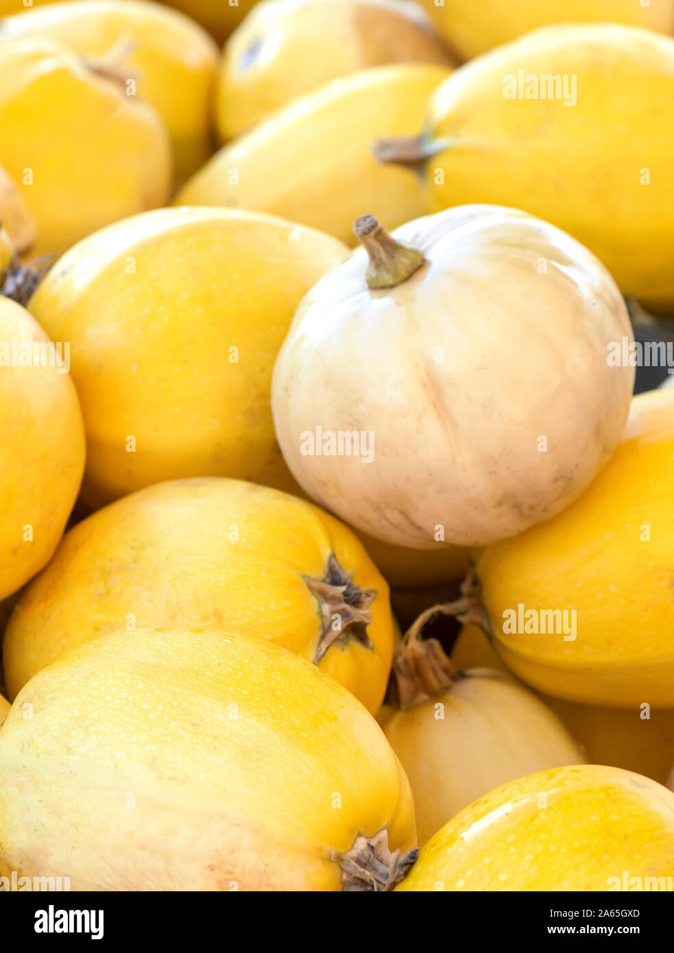 white and yellow pumpkin squash shot in vertical selective focus to ad ...