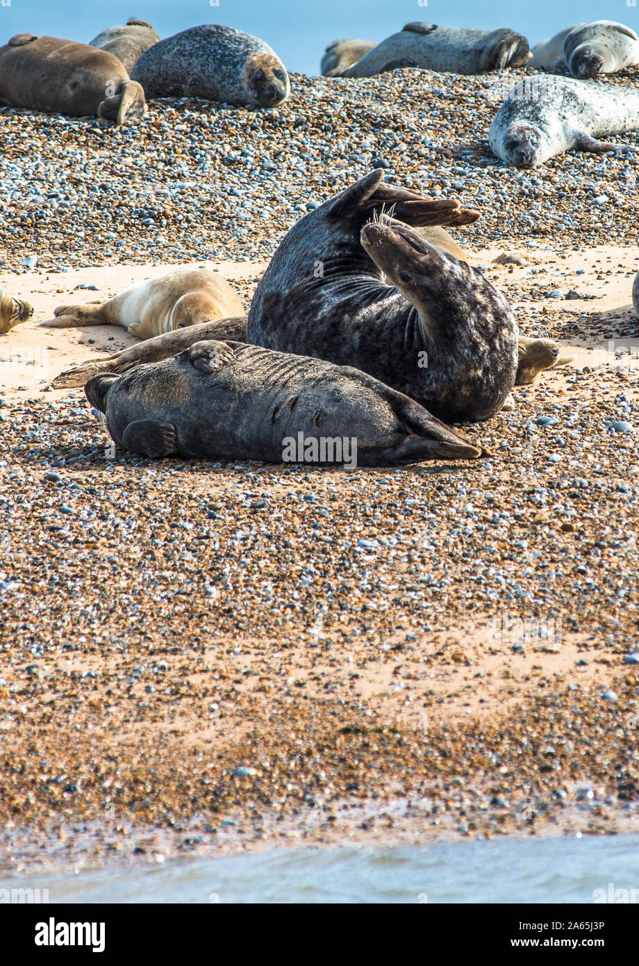 Grey and Common or Harbour Seals (Phoca vitulina) on beach at Blakeney Point Norfolk England UK Stock Photo