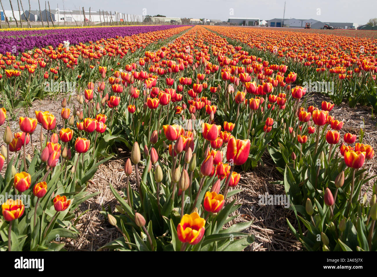 Tulips in Keukenhof Stock Photo - Alamy