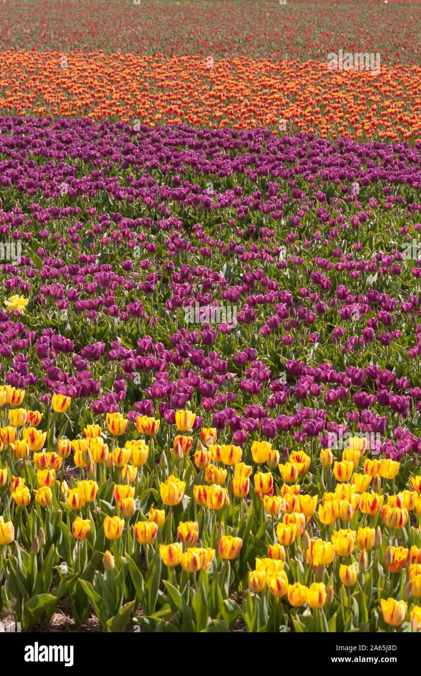 Tulips in Keukenhof Stock Photo - Alamy
