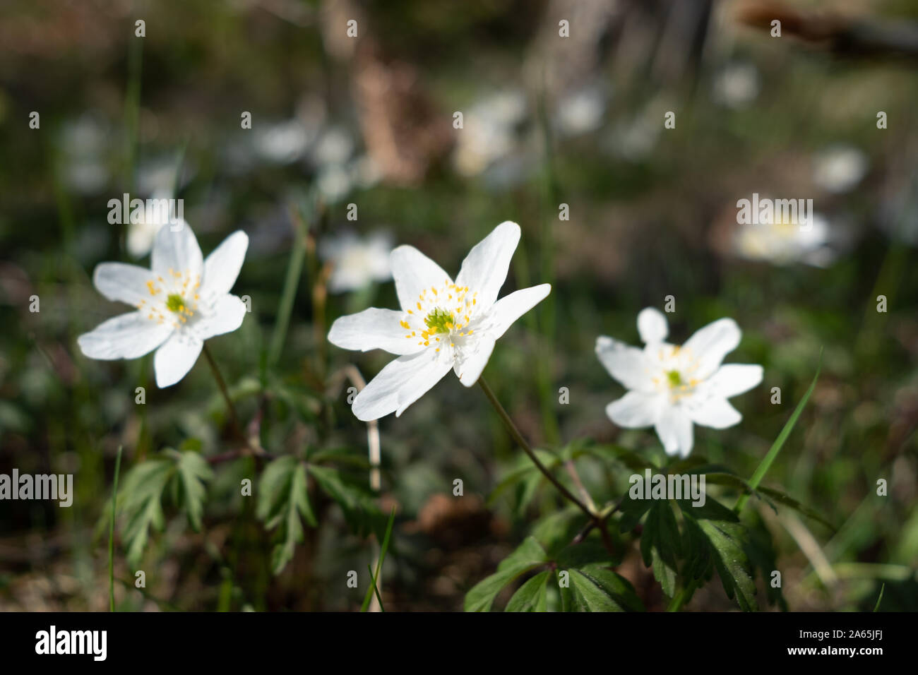 Spring flowers in Sweden Stock Photo Alamy
