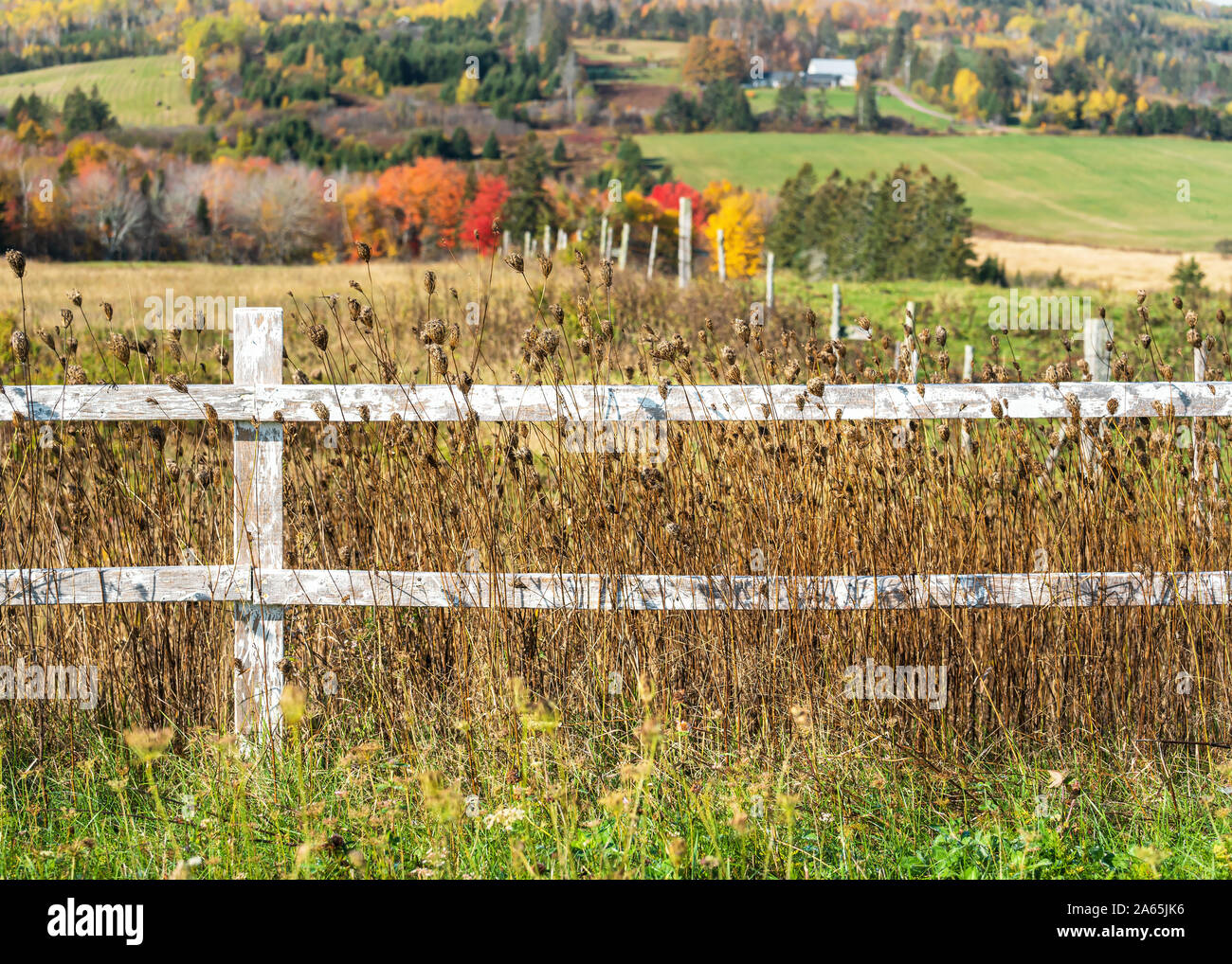 Wooden fence along a farm field in rural Prince Edward Island, Canada ...