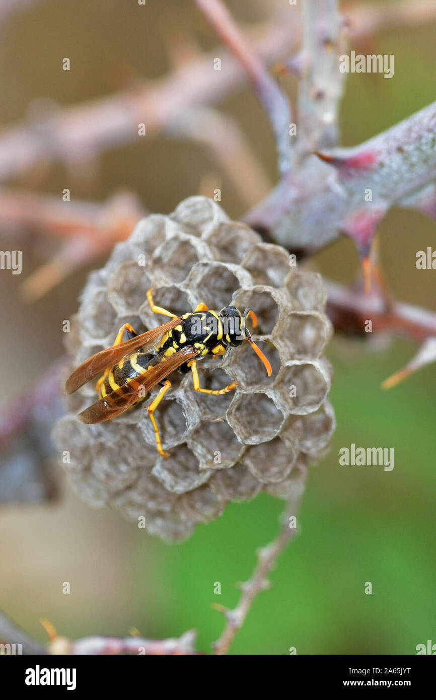 European paper wasp (Polistes dominula) on its nest Stock Photo