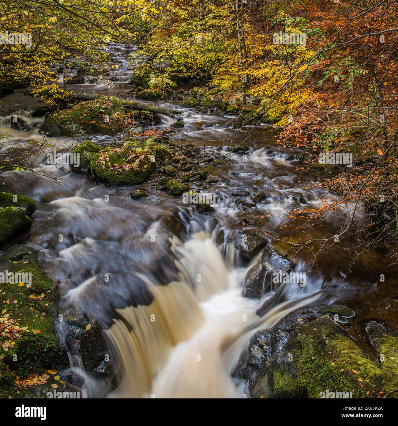 The autumn colours at the Hermitage on the River Braan near Dunkeld in Perthshire Stock Photo