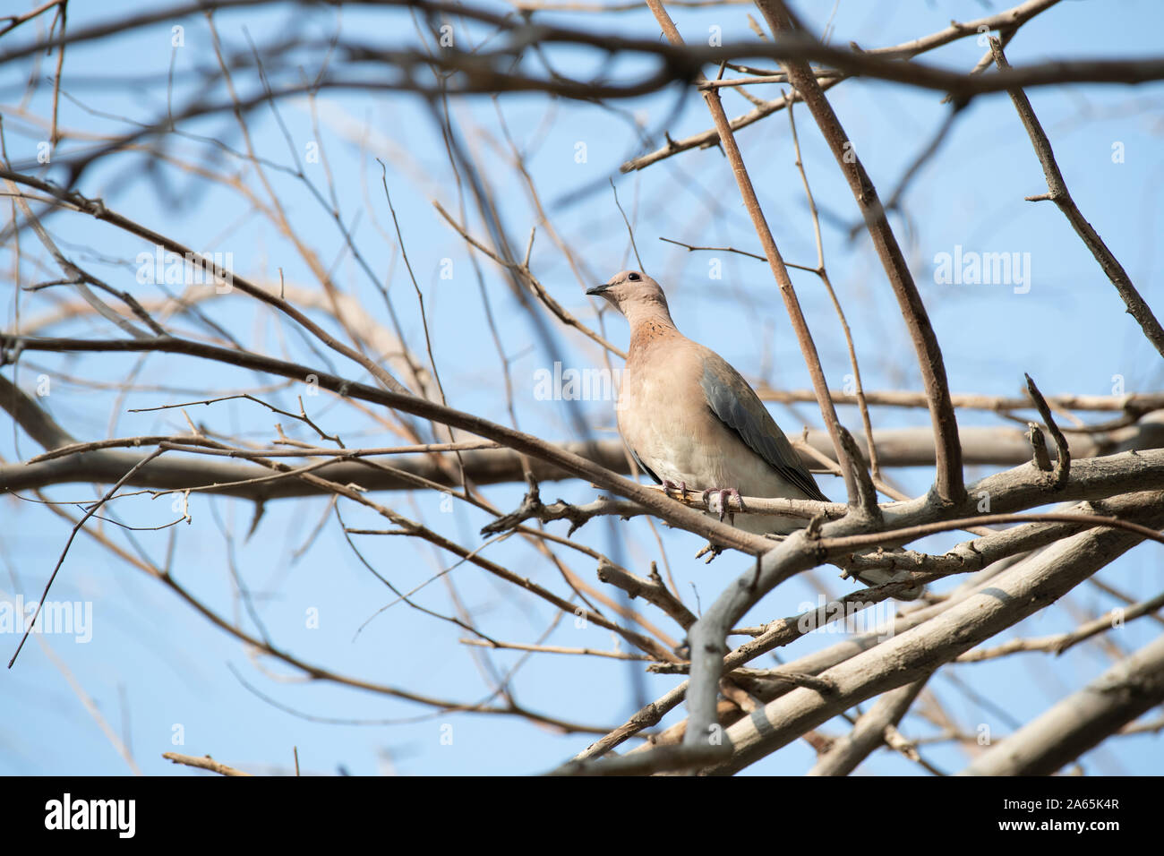 Bird in a tree without leaves Stock Photo