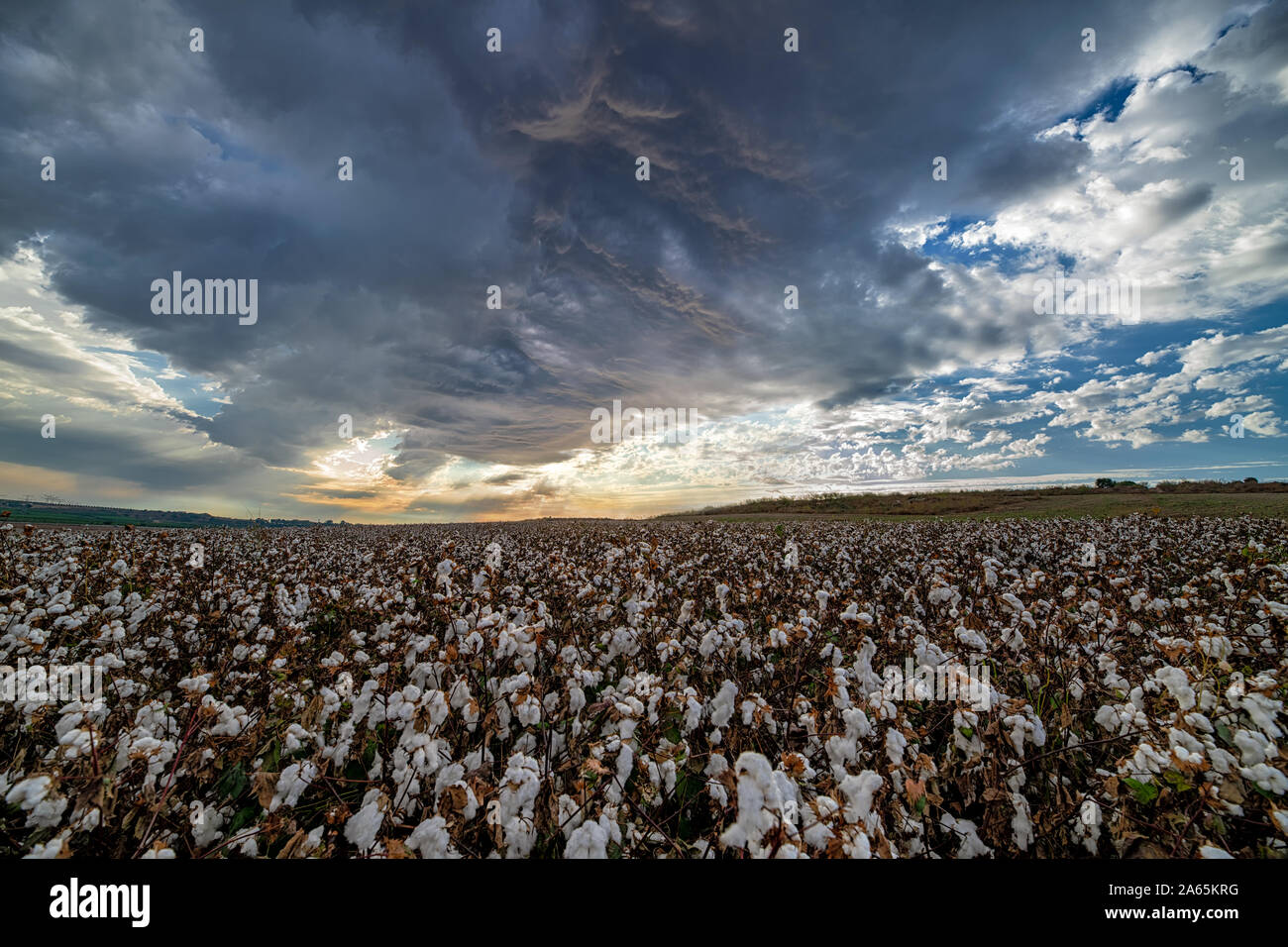 Raw Cotton Fabric High Resolution Stock Photography and Images - Alamy
