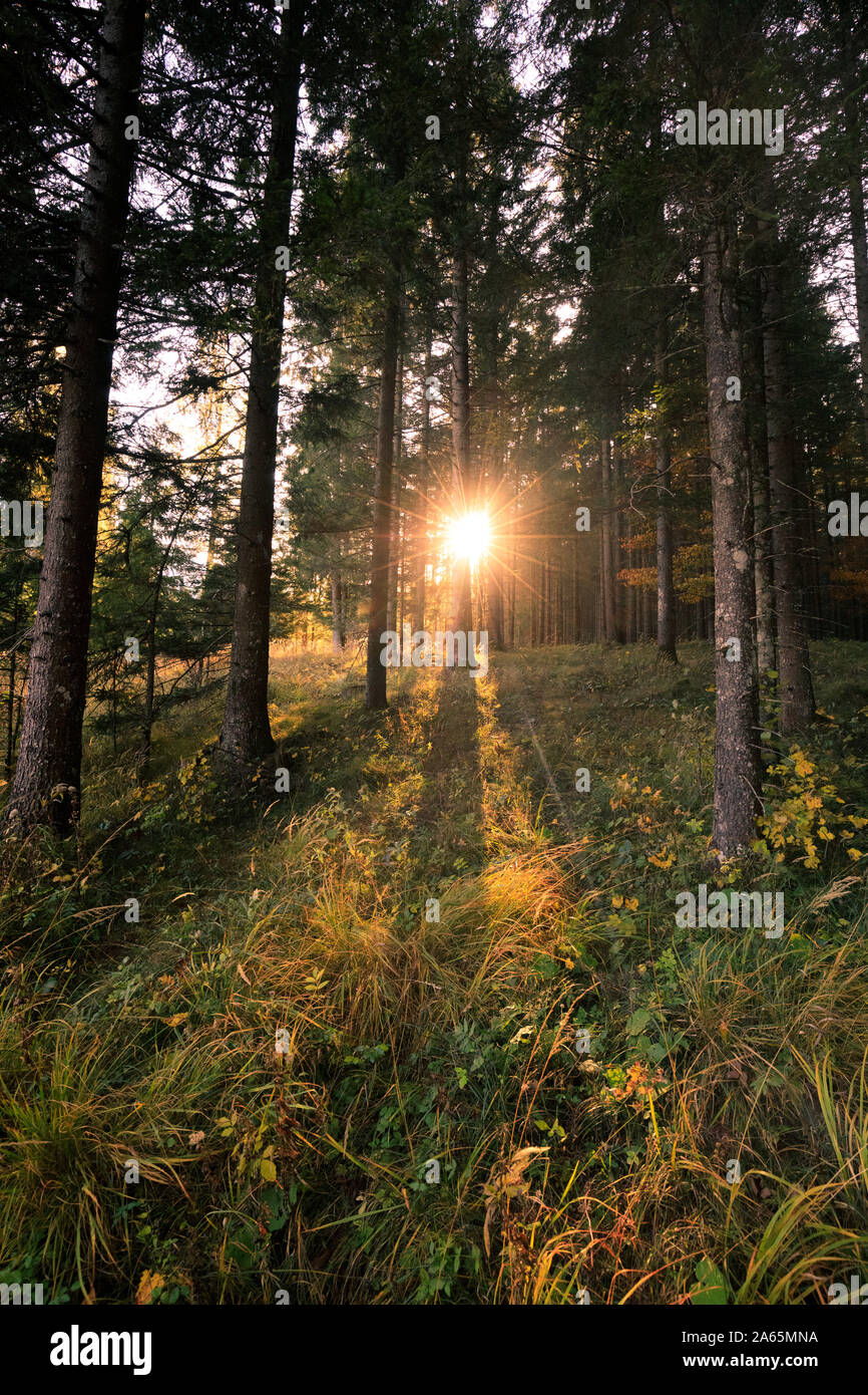 sunset in the forest during autumn Stock Photo - Alamy