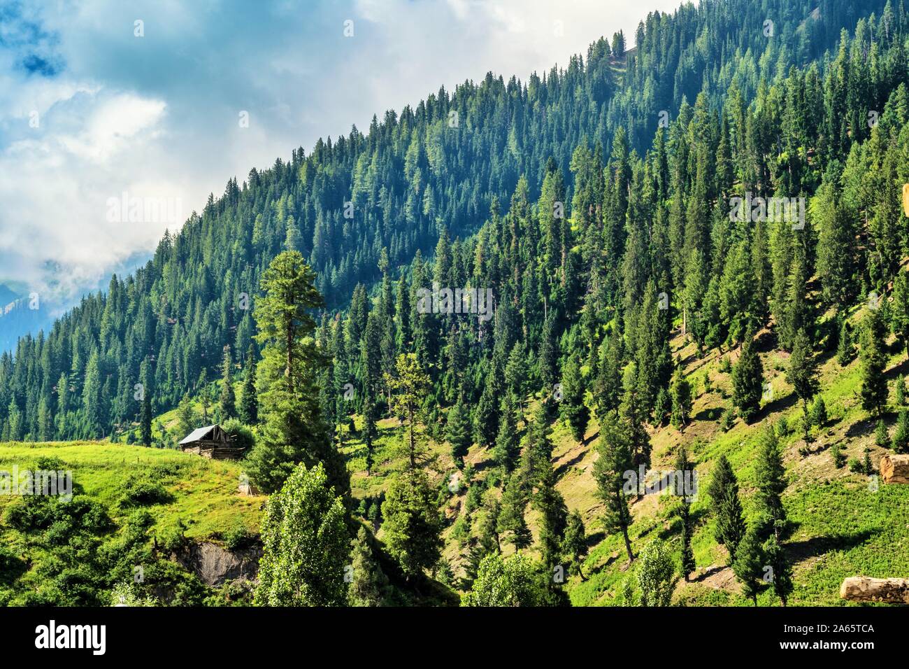 Kashmir Forests High Resolution Stock Photography And Images Alamy
