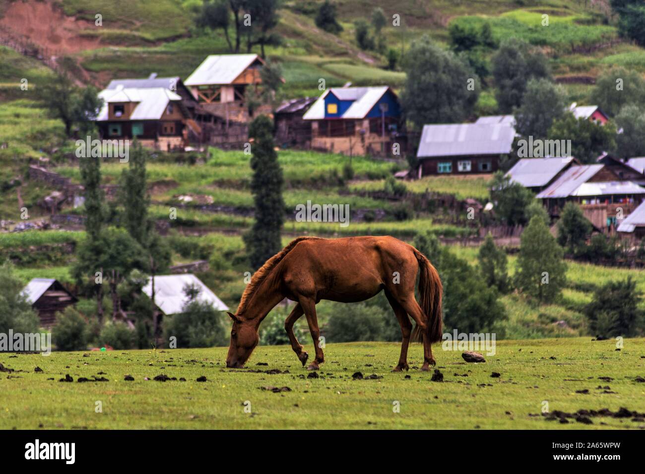 Horse grazing in green meadows, Chorwan village, Kashmir, India, Asia Stock Photo