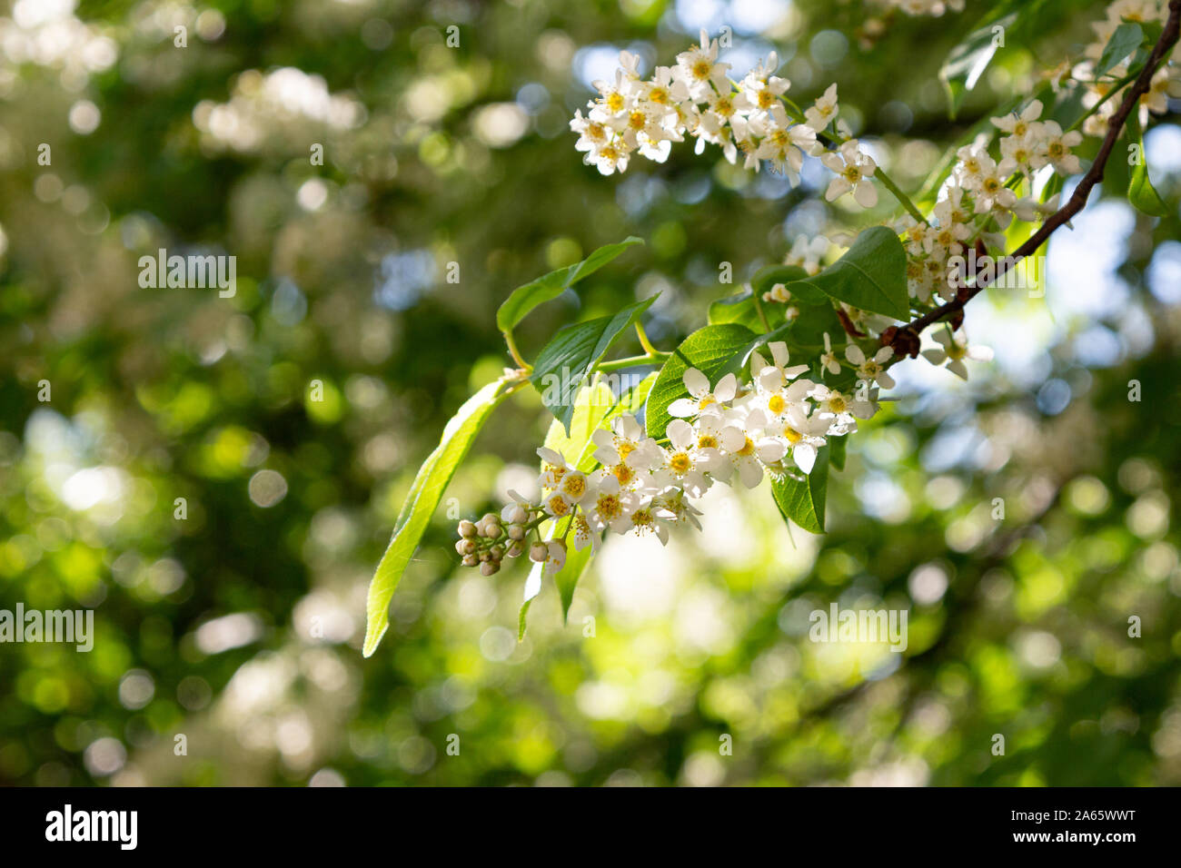 Prunus serotina American black cherry tree blooming branch in spring