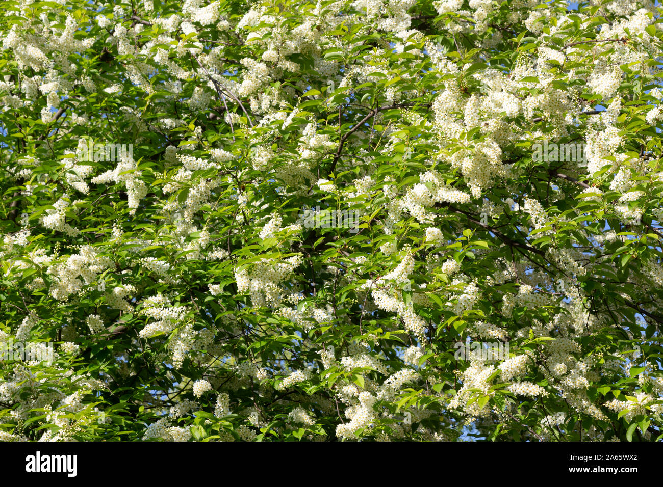 Blooming Prunus serotina American black cherry tree pattern, texture Stock Photo