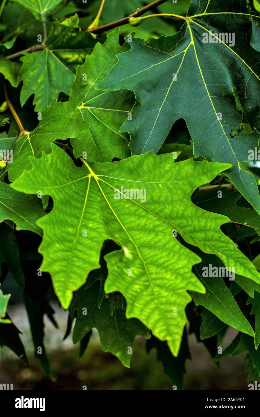 Chinar tree leaf, Dal Lake, Srinagar, Kashmir, India, Asia Stock Photo