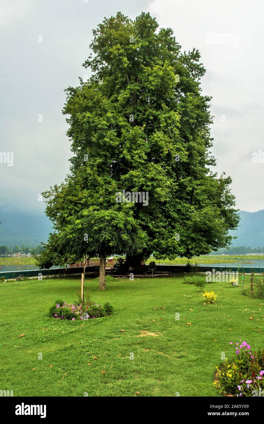 Chinar tree, Dal Lake, Srinagar, Kashmir, India, Asia Stock Photo