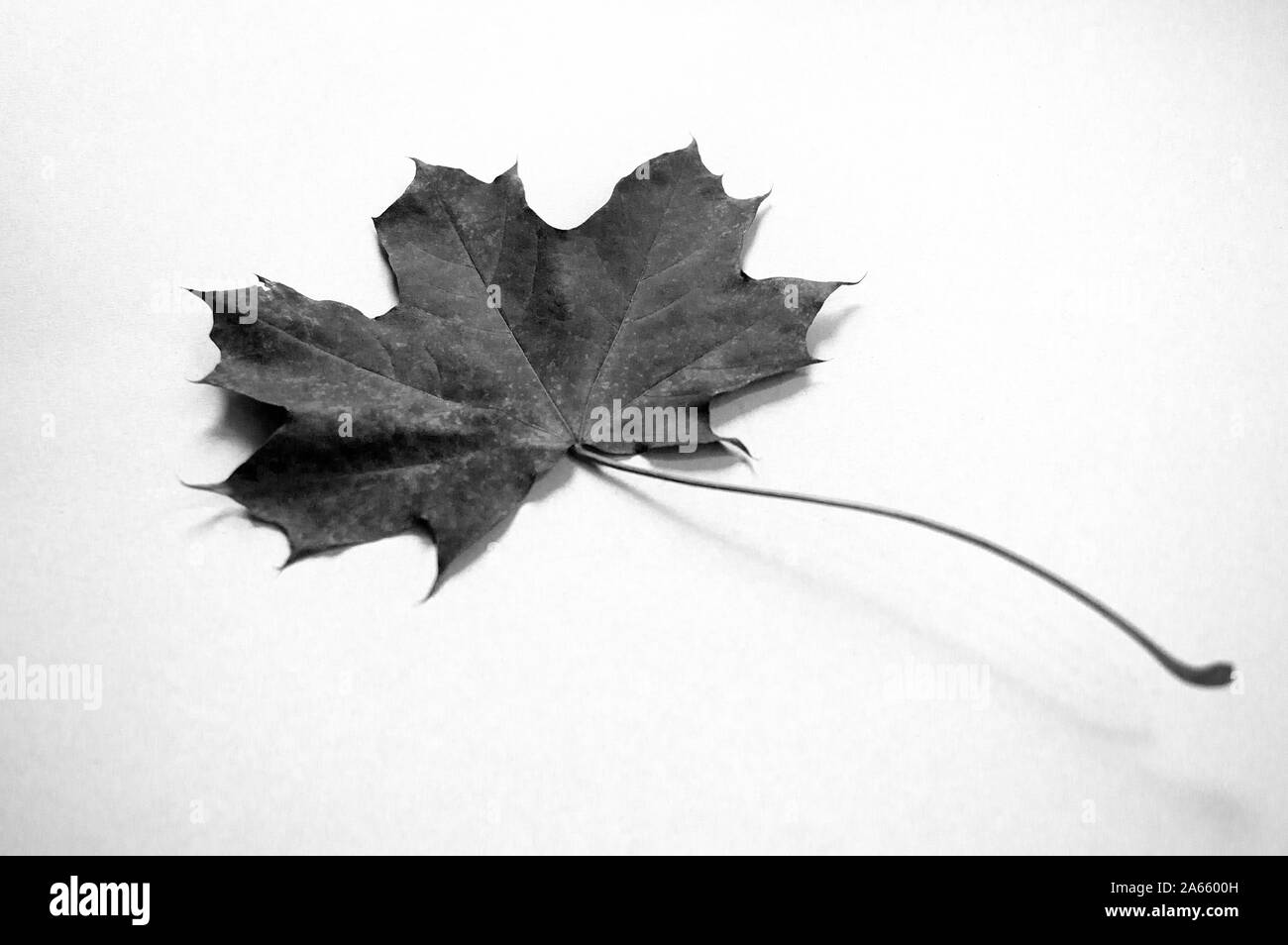 Maple leaf isolated on plain background, black and white photo. Selective focus Stock Photo