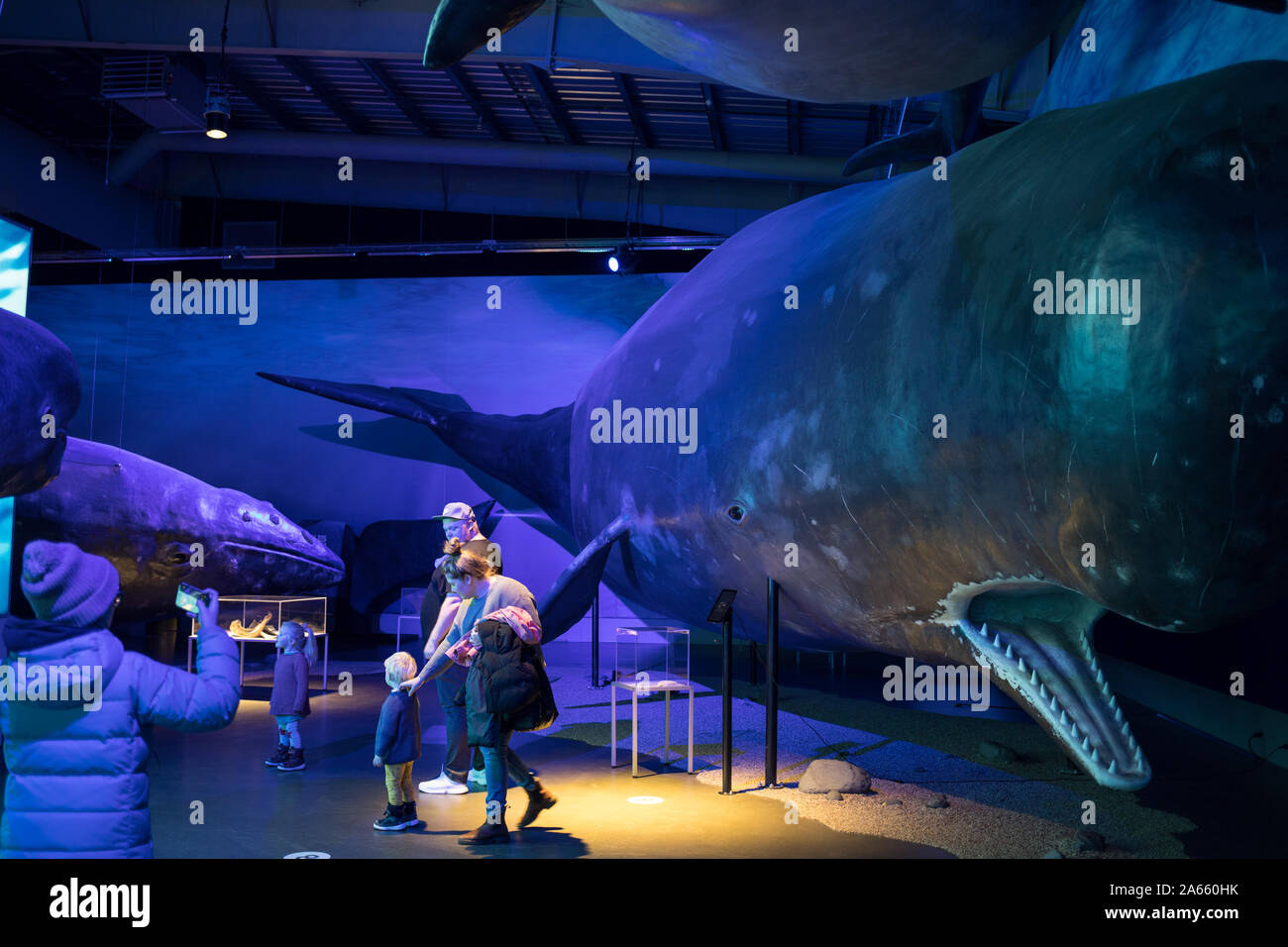Whales of Iceland exhibition, in Reykjavik, Iceland, 13 October 2019. Stock Photo