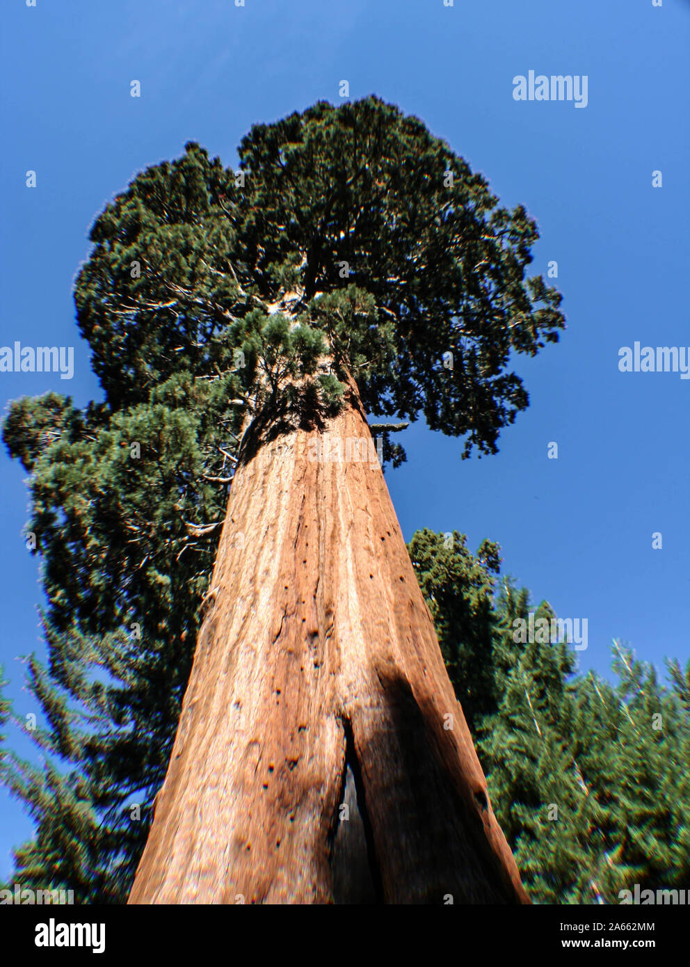 The Sequoia National Forest, named for the world`s largest trees, has ...