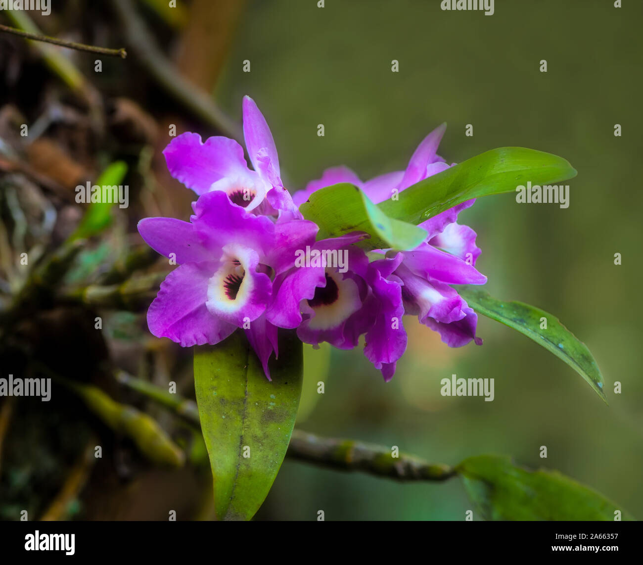 Laelia orchids in nature on green background Stock Photo