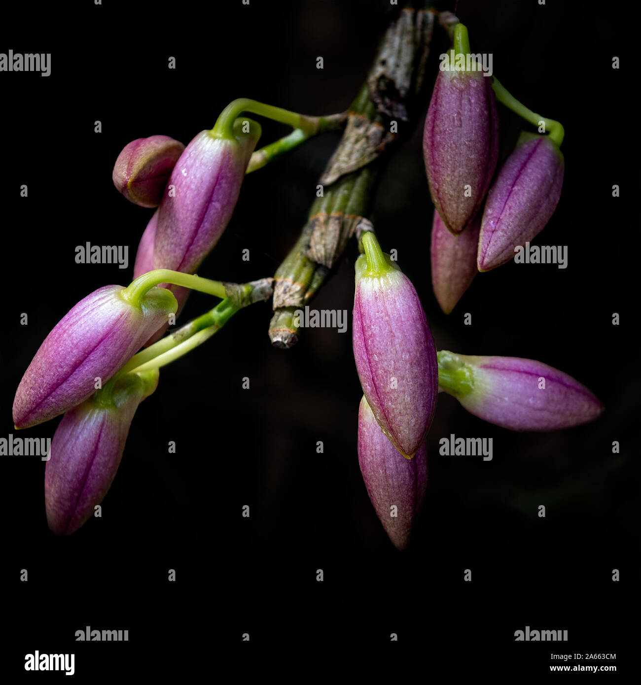 Closed Laelia orchid blossoms in nature on dark background, close-up Stock Photo