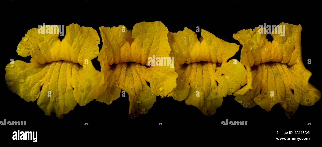 Flowers of the yellow trumpet flower, Handroanthus chrysotrichus, on black background. This flower is from a semi-evergreen, semi-deciduous  tree from Stock Photo