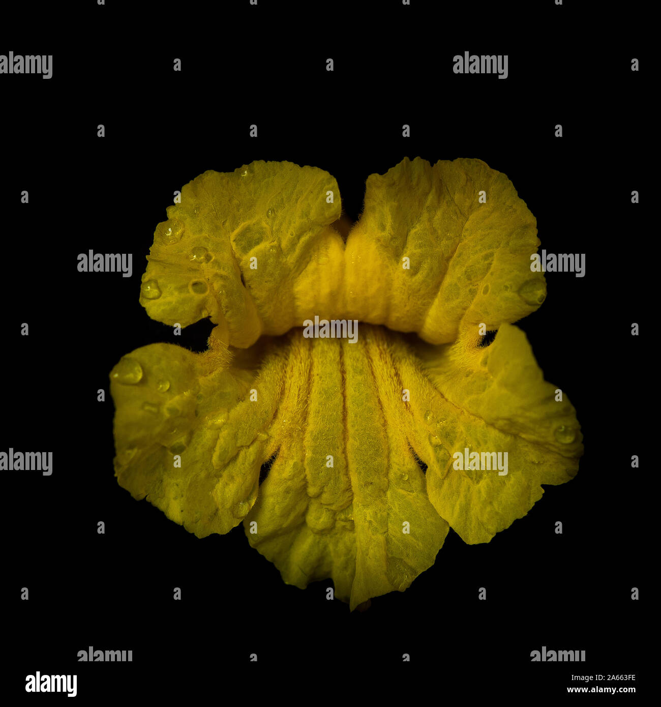 Flower of the yellow trumpet, Handroanthus chrysotrichus, on black background. This flower is from a semi-evergreen, semi-deciduous  tree from Brazil Stock Photo