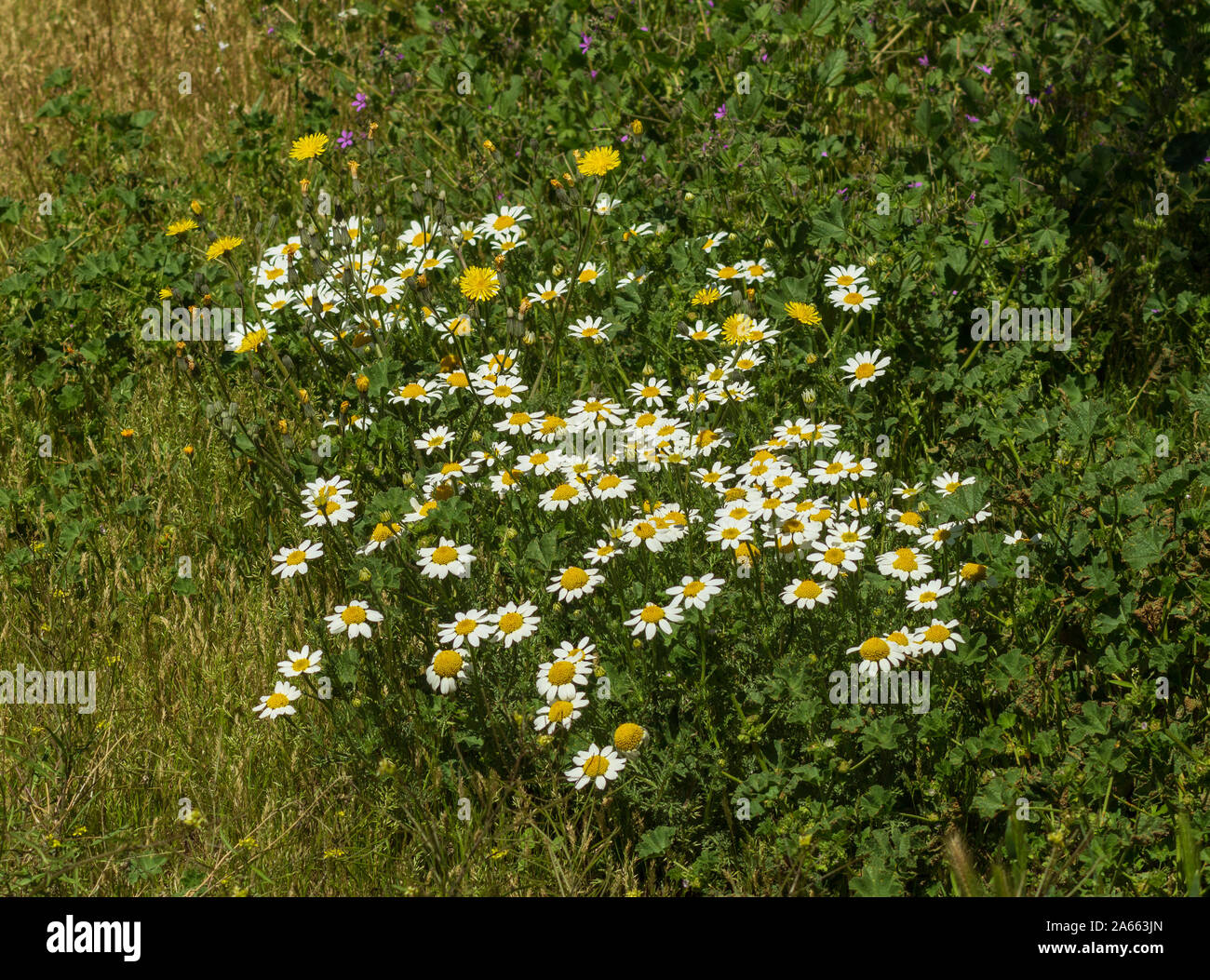 Wild Flowers of Andalusia Spain Stock Photo