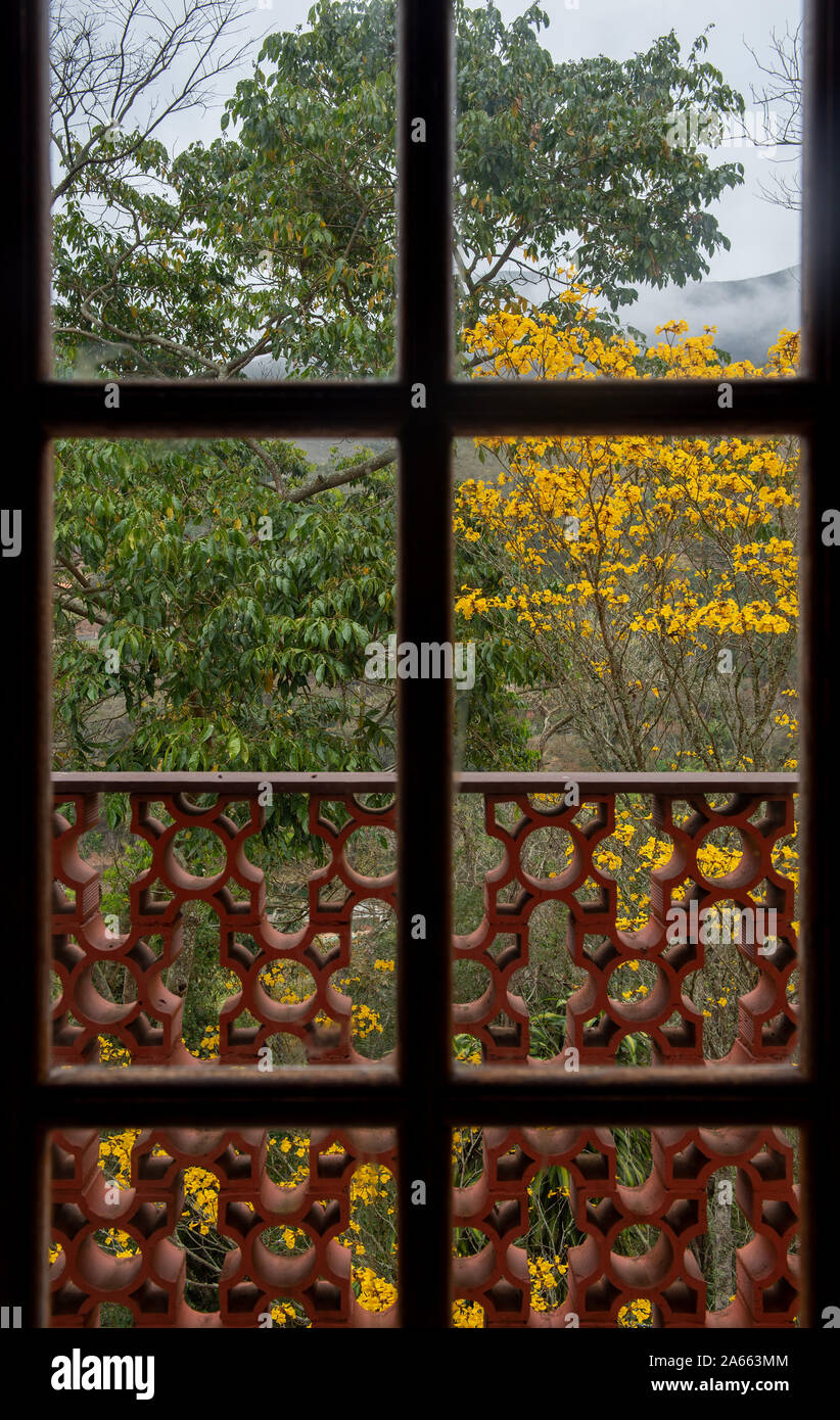 Flowers of the yellow trumpet flower, Handroanthus chrysotrichus, still on the tree, in nature, viewed from a window. This flower is from a semi-everg Stock Photo