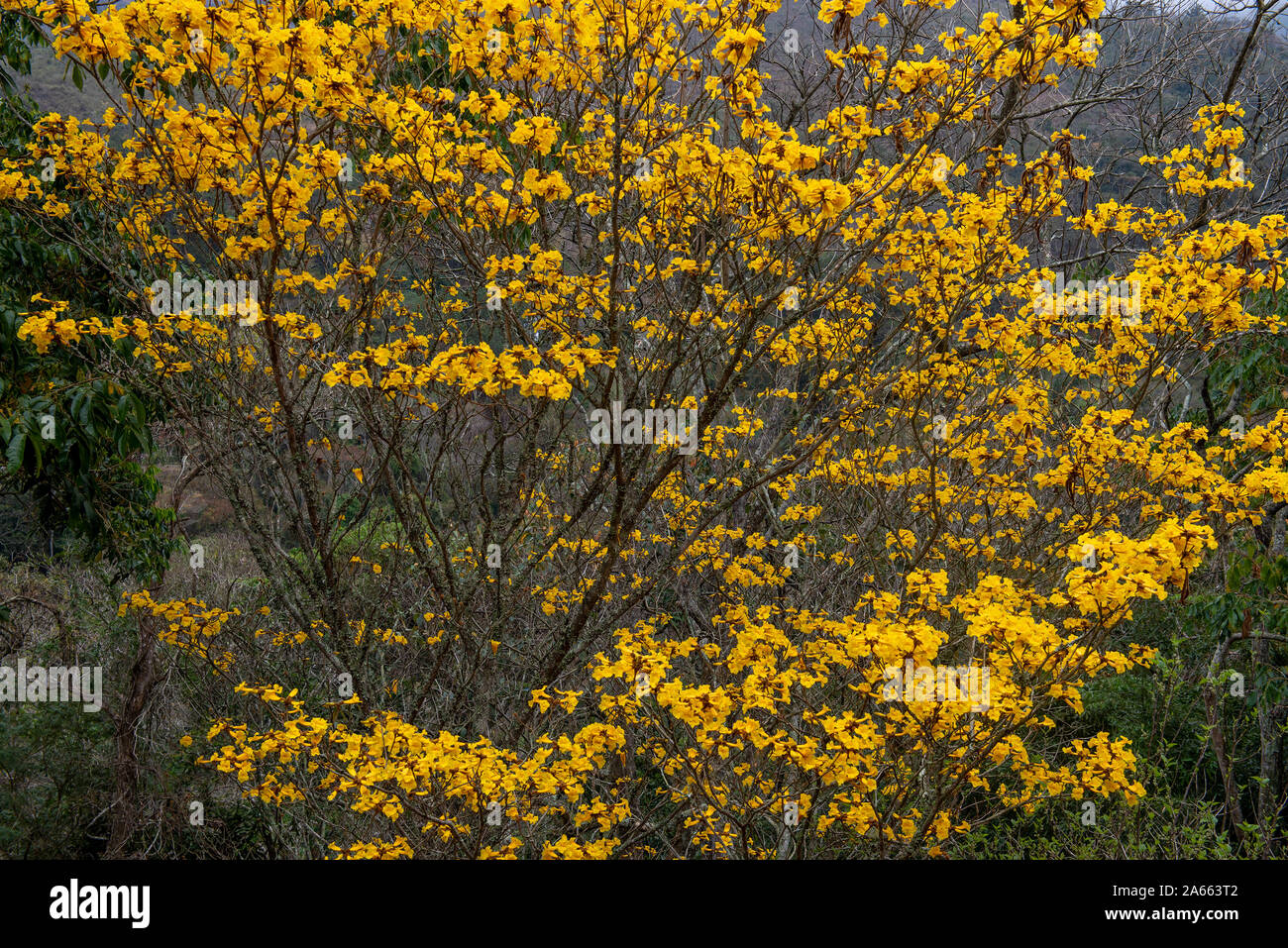 Flowers of the yellow trumpet flower, Handroanthus chrysotrichus, still on the tree, in nature. This flower is from a semi-evergreen, semi-deciduous Stock Photo