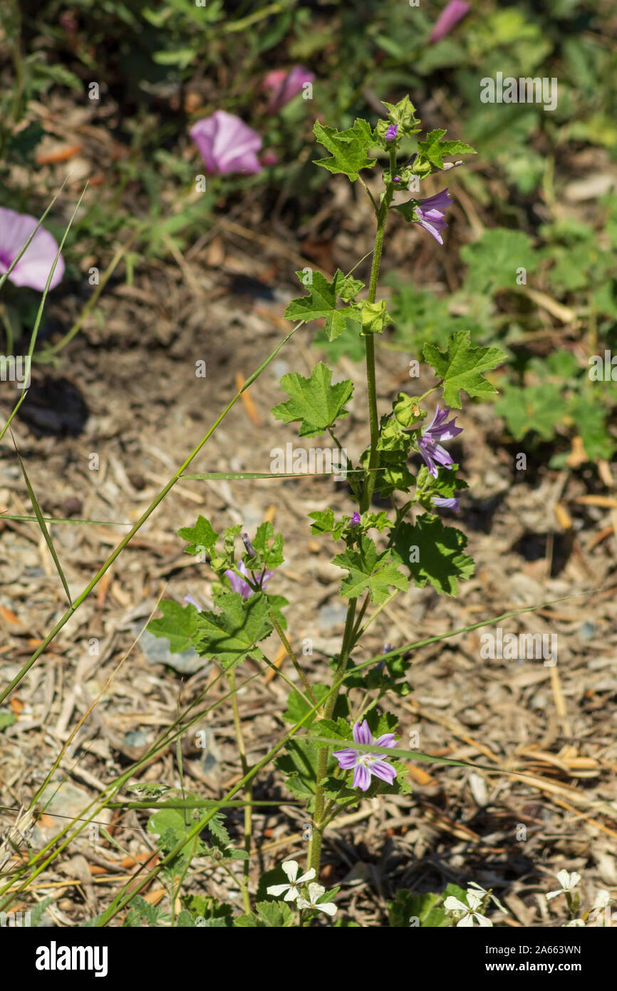 Malva sylvestris, wild mallow Lavatera cretica Plant in Flower Stock Photo